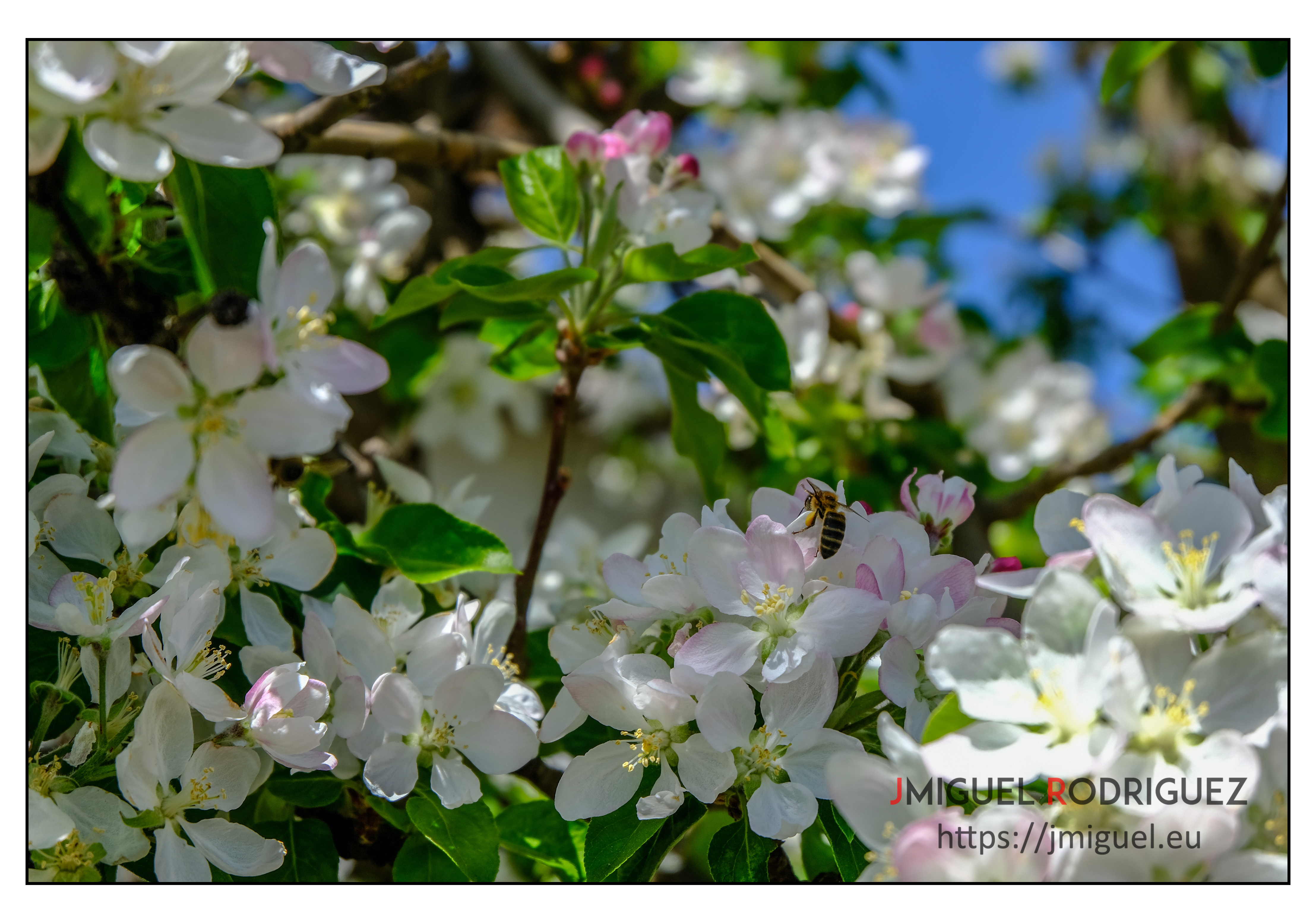 Abeja en flor de manzano silvestre