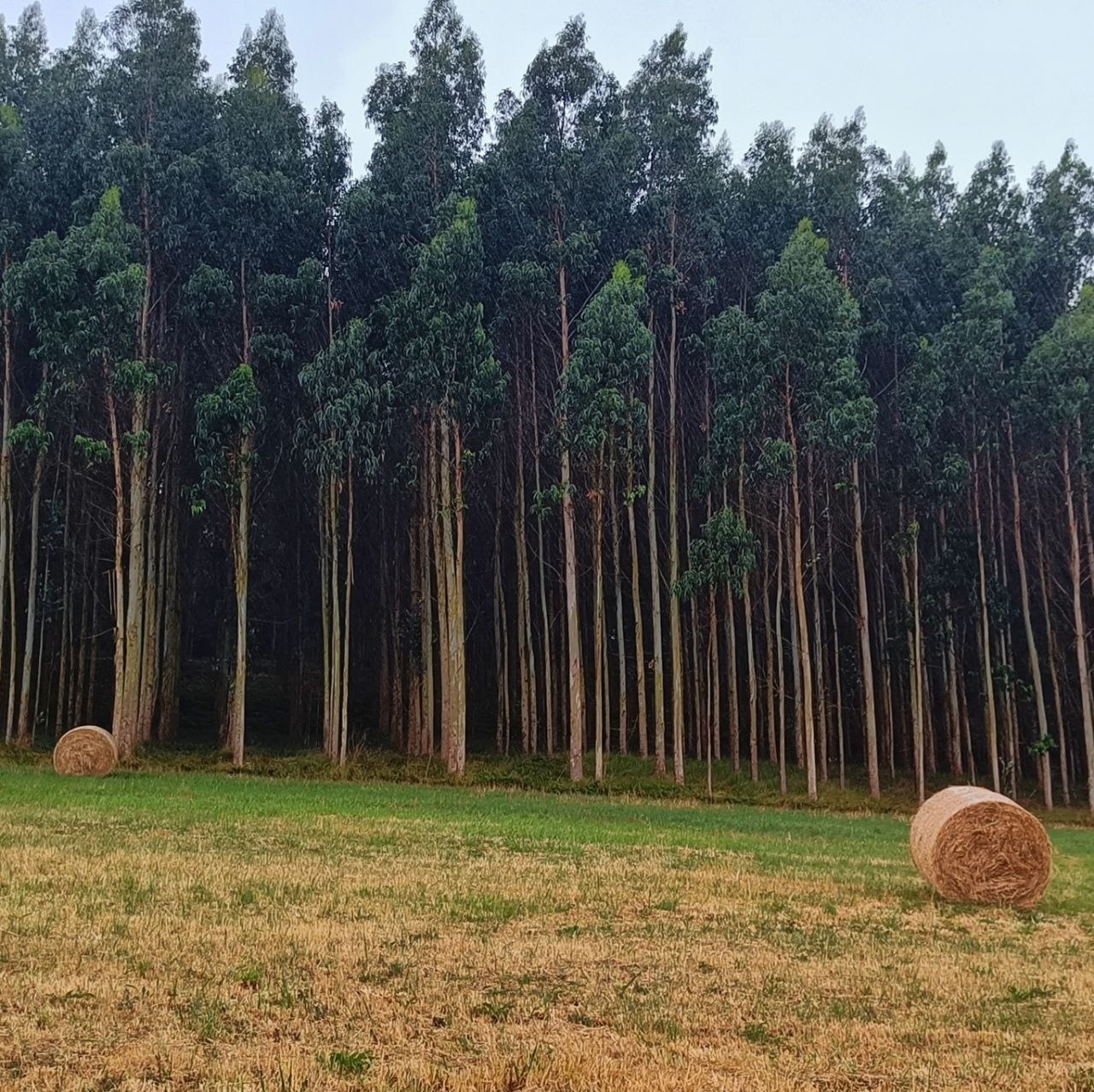 Muro de árboles en un prado asturiano